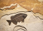 Fossil Fish Mural 4740am(SOLD)