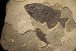 Fossil Fish Mural 8001am (SOLD)