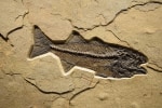 Fossil Fish Mural 0728am