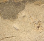 Fossil Fish Mural 8001am (SOLD)