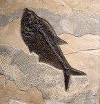 Diplomystus dentatus