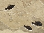 Fossil Fish Mural 3008abc (SOLD)