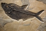 Diplomystus dentatus