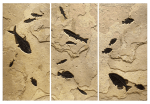 Fossil Fish Triptych 2005abc (SOLD)