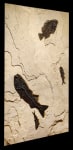 Fossil Fish Mural 7007am (sold)