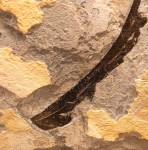 Fossil Palm Mural 1001gm (Sold)