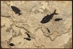 Fossil Fish Mural 0003gm (SOLD)
