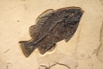 Fossil Fish Mural 7007am (sold)