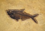 Fossil Fish Mural 8701cm (SOLD)