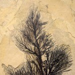 Fossil Palm Flower 2003gm