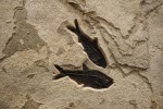 Fossil Fish Mural 0003gm (SOLD)