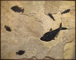 Fossil Fish Mural 7742cm