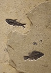Knightia eocaena and&amp;nbsp;Cockerellites liops