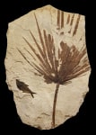 Fossil Plant and Fish Mural 1123cm (SOLD)