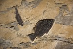 Knightia eocaena and&amp;nbsp;Cockerellites liops&amp;nbsp;