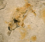 Detail View: Partially exposed Diplomsytus dentatus