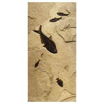 panel 1: two Knightia eocaena, two Diplomystus dentatus, one&amp;nbsp;Cockerellites liops