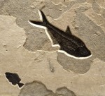 Fossil Fish Mural 3008abc (SOLD)