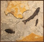 Fossil Fish Mural 5002am (SOLD)