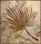 Fossil Palm Mural 3002gm (SOLD)