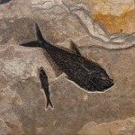 large Diplomystus dentatus and Knightia eocaena