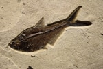 Fossil Fish Mural 8702am (SOLD)