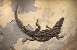 Fossil Caiman Mural 5526cm (SOLD)