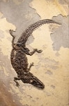 Fossil Caiman Mural 5526cm (SOLD)