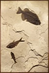 Fossil Fish Mural 8702am (SOLD)