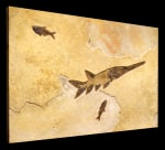 Fossil Fish Mural 8701cm (SOLD)