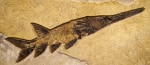 Fossil Fish Mural 8701cm (SOLD)