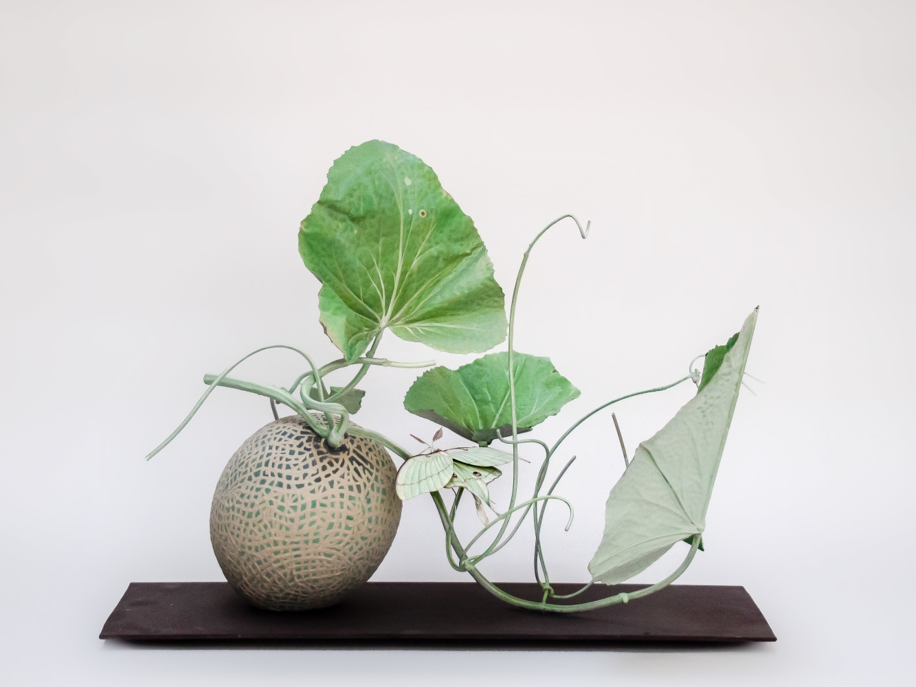 Carmen Almon, Cantaloupe with Luna Moth,&nbsp;2021