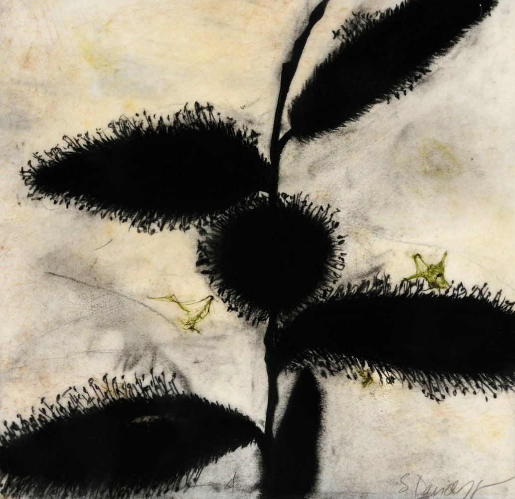 Madera Canyon Cycle - Seeds, Pods 4