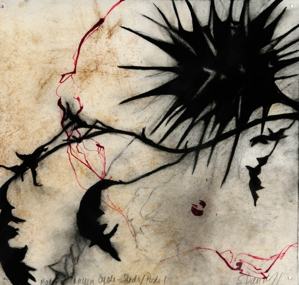 Madera Canyon Cycle - Seeds, Pods 1