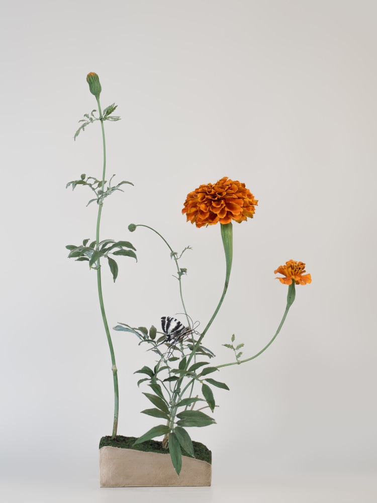 Carmen Almon, Marigold with Zebra Swallowtail, 2023