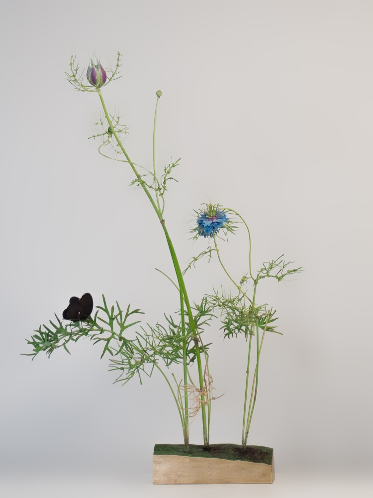 Carmen Almon, Nigella with Black Dryad, 2023