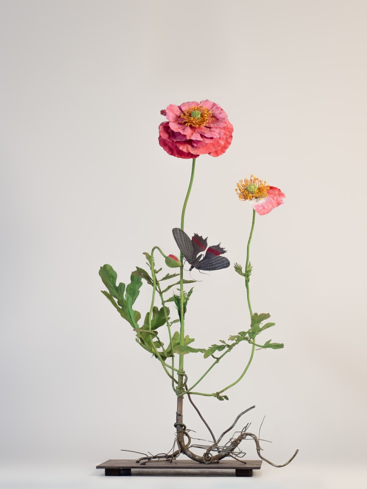 Carmen Almon, Pink Poppy with Dark Memnon Butterfly, 2023