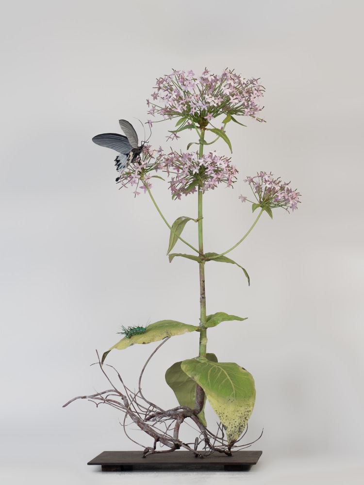 Carmen Almon, Valerian with Spice Bush Swallowtail, 2023