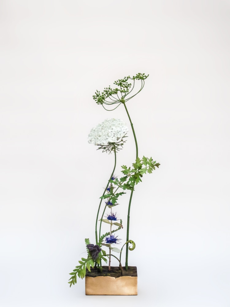 Carmen Almon, Queen Anne&#039;s Lace, 2021
