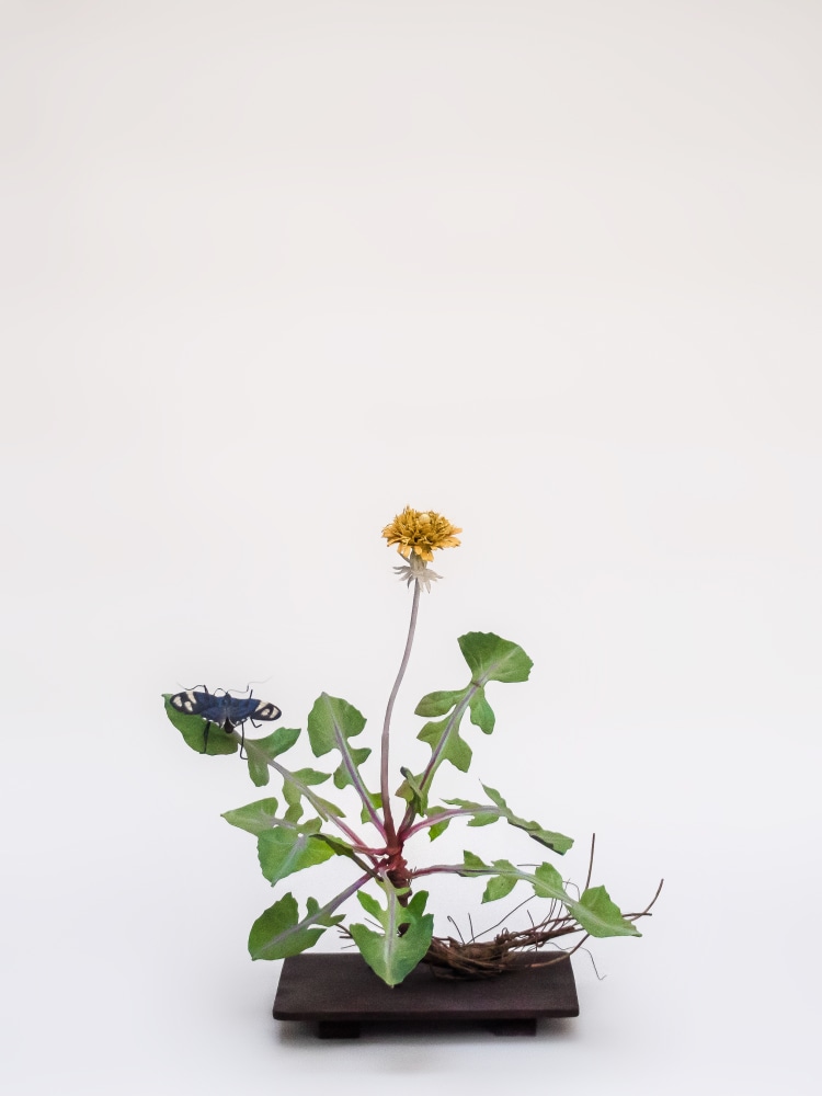 Carmen Almon, Dandelion with Jemadia, 2021