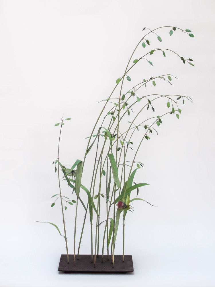 Carmen Almon, Quaking Grass with Two Grasshoppers, 2021
