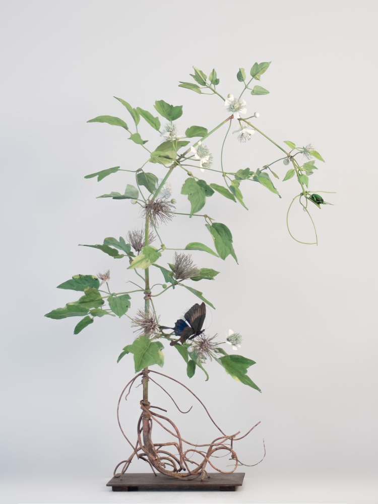 Carmen Almon, Wild Clematis with Green Beetle and Ulysses Swallowtail, 2023