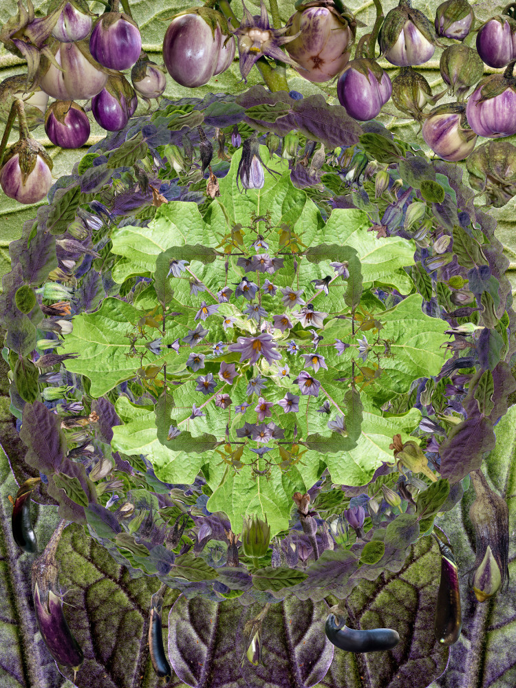 Muffin Bernstein Eggplant Mandala, 2013