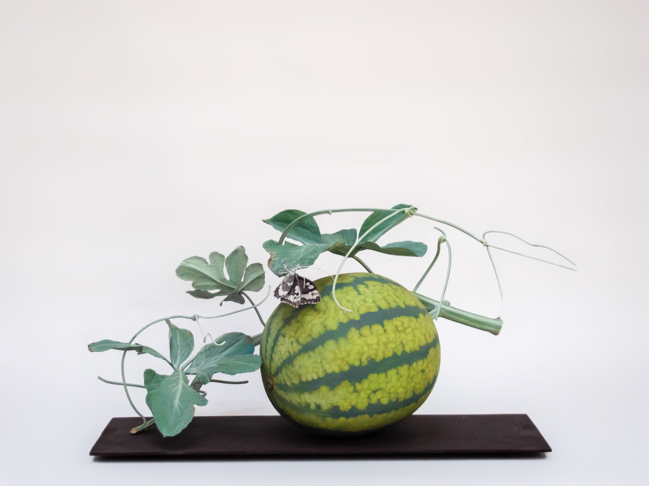 Carmen Almon, Watermelon with Inachis Butterfly, 2021