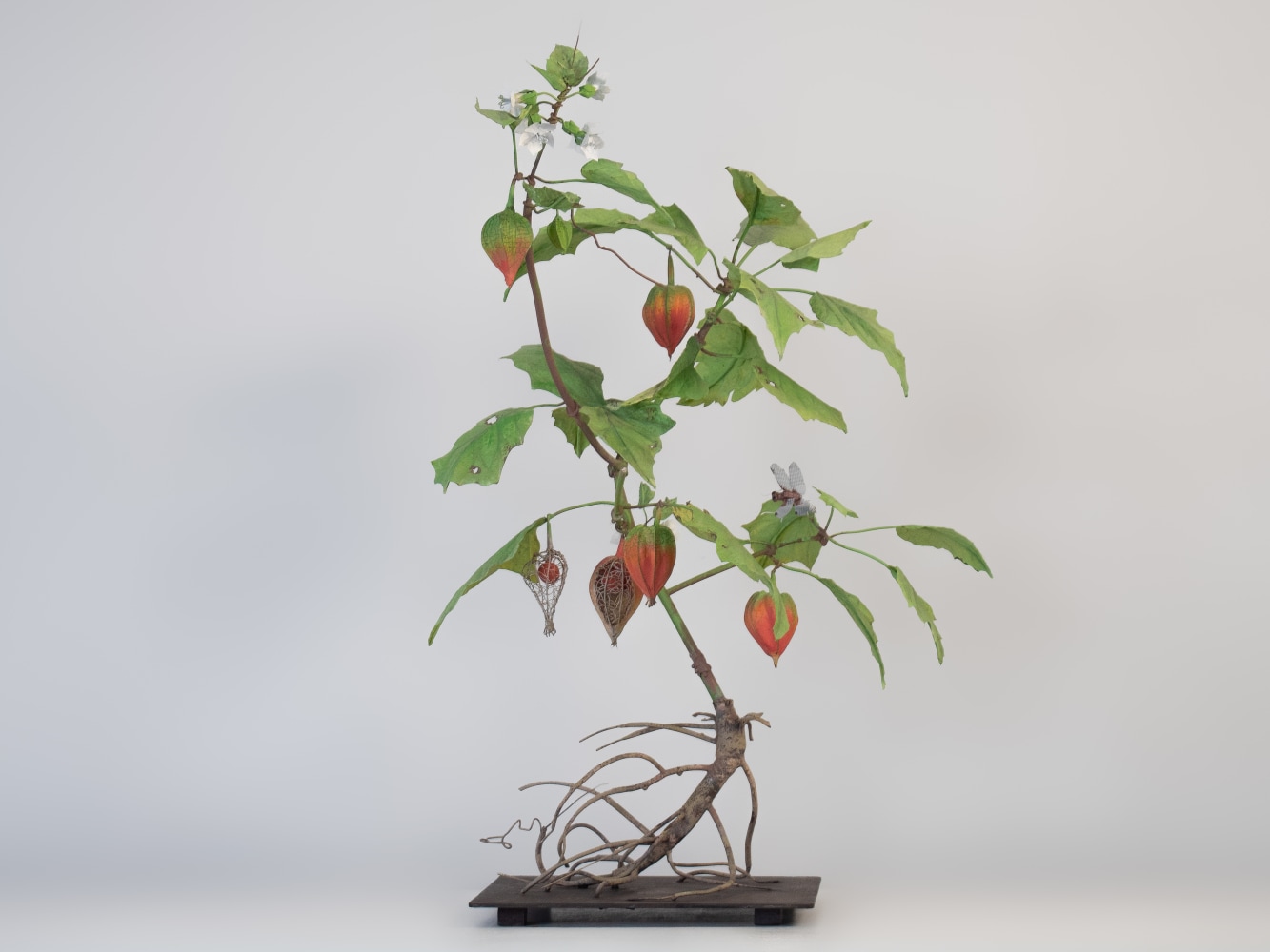 Carmen Almon, Chinese Lantern with Libellula Depressa, 2023