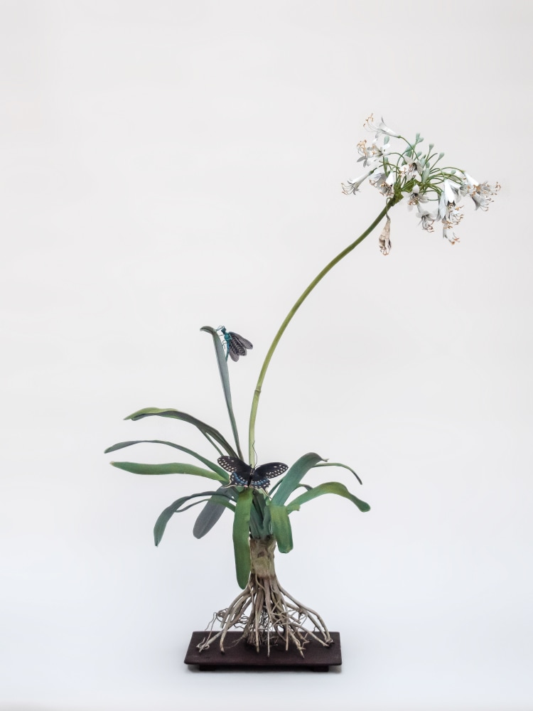 Carmen Almon, Agapanthus with Eastern Black Swallowtail, 2021