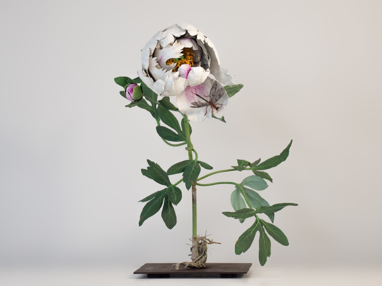 Carmen Almon, Peony with Palparus, 2023