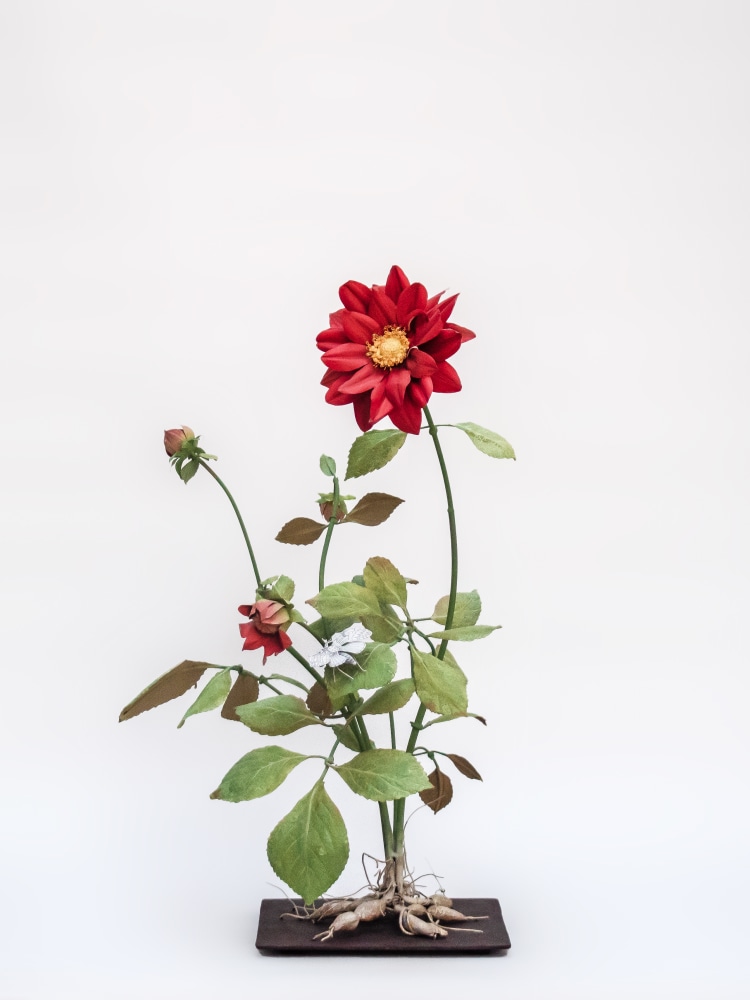 Carmen Almon, Red Dahlia with White Cerura Moth, 2021