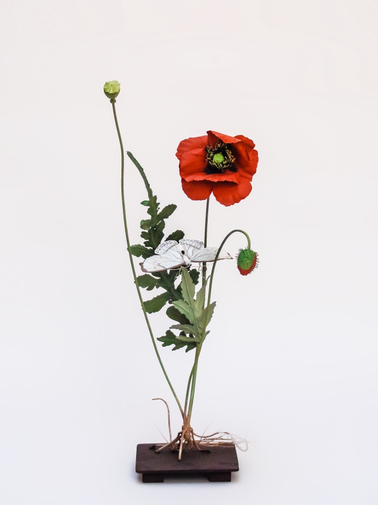 Carmen Almon, Red Poppy with White Morpho, 2021