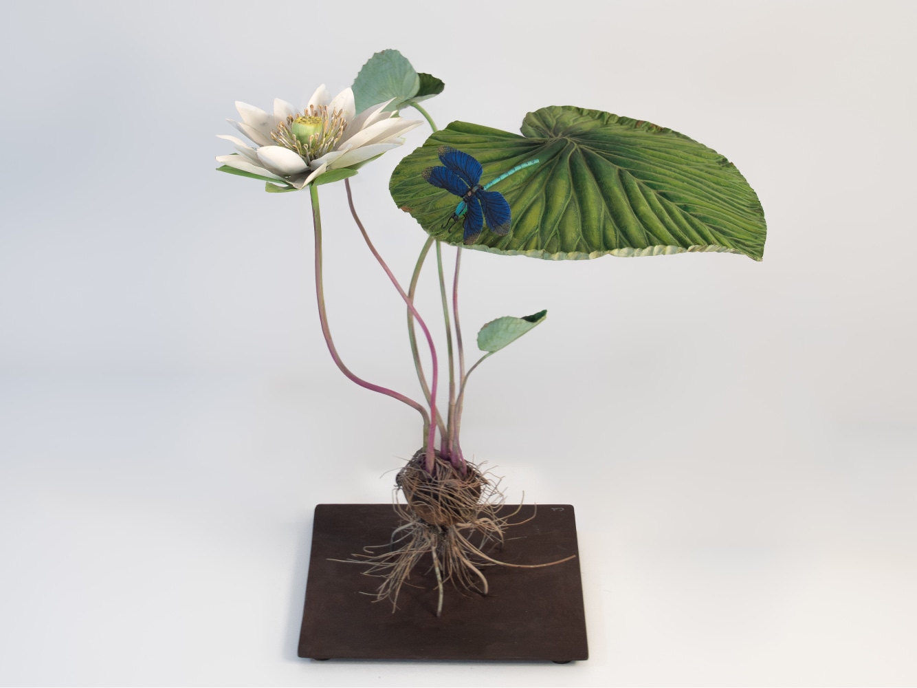 Carmen Almon, Lotus with Calopteryx Dragonfly, 2023